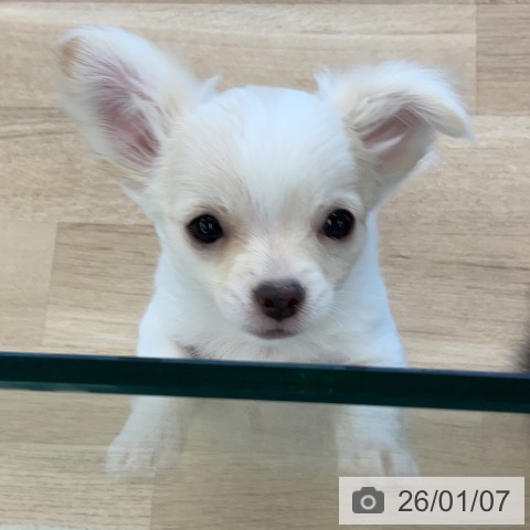 千葉県のチワワ(ロング) (ペットプラス コトエ流山おおたかの森店/2025年10月19日生まれ/女の子/クリームホワイト)の子犬の4枚目の画像