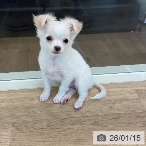 千葉県のチワワ(ロング) (ペットプラス コトエ流山おおたかの森店/2025年10月19日生まれ/女の子/クリームホワイト)の子犬の4枚目の画像