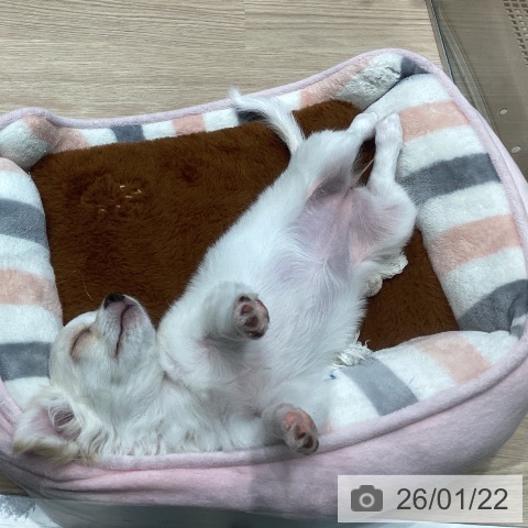 千葉県のチワワ(ロング) (ペットプラス 柏店/2025年10月19日生まれ/女の子/クリームホワイト)の子犬の4枚目の画像