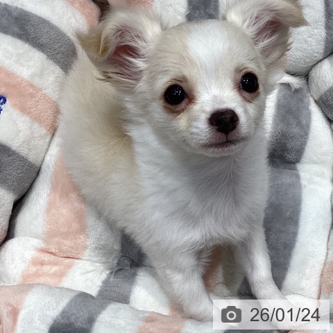 千葉県のチワワ(ロング) (ペットプラス 柏店/2025年10月19日生まれ/女の子/クリームホワイト)の子犬の4枚目の画像