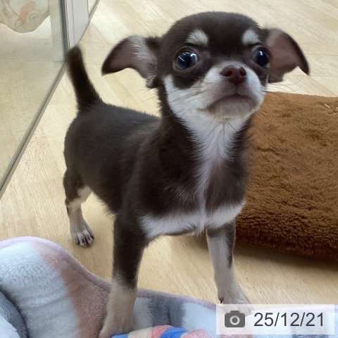 埼玉県のチワワ(ロング) (ペットプラス 浦和美園店/2025年10月18日生まれ/女の子/チョコレートタン)の子犬の4枚目の画像