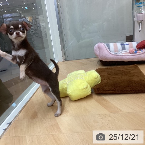 埼玉県のチワワ(ロング) (ペットプラス 浦和美園店/2025年10月18日生まれ/女の子/チョコレートタン)の子犬の3枚目の画像