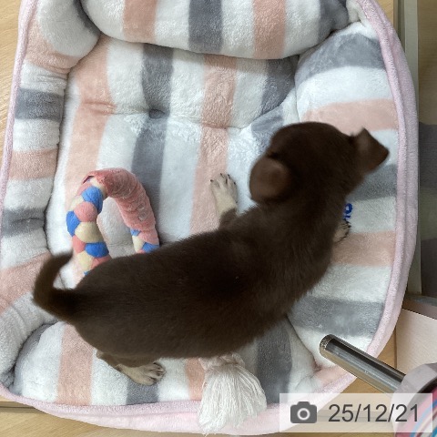 埼玉県のチワワ(ロング) (ペットプラス 浦和美園店/2025年10月18日生まれ/女の子/チョコレートタン)の子犬の4枚目の画像