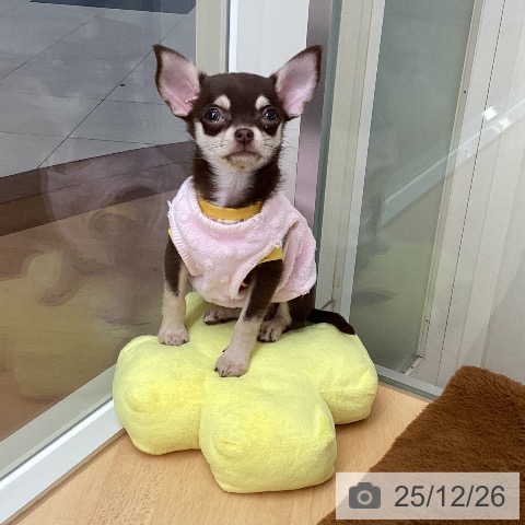 埼玉県のチワワ(ロング) (ペットプラス 浦和美園店/2025年10月18日生まれ/女の子/チョコレートタン)の子犬の3枚目の画像