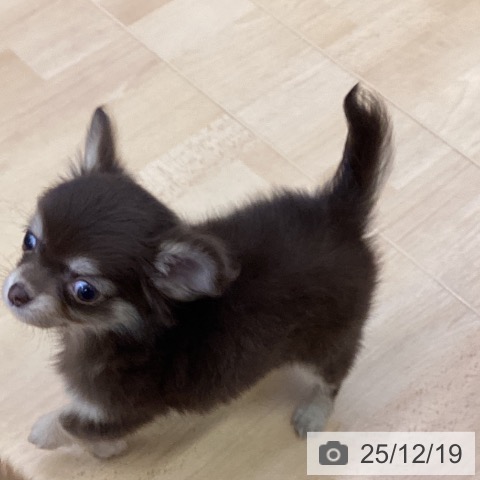 チワワの写真