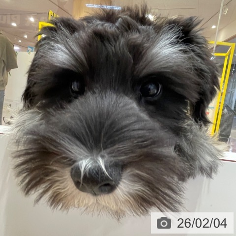 ミニチュア・シュナウザーの写真