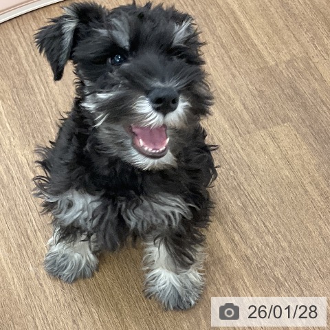 千葉県のミニチュアシュナウザー (ペッツワン 千葉ニュータウン店/2025年10月19日生まれ/男の子/ブラックシルバー)の子犬の3枚目の画像