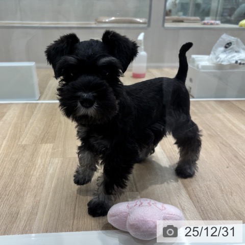 千葉県のミニチュアシュナウザー (ペットプラス 木更津店/2025年10月19日生まれ/女の子/ブラックシルバー)の子犬の4枚目の画像