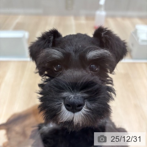 千葉県のミニチュアシュナウザー (ペットプラス 木更津店/2025年10月19日生まれ/女の子/ブラックシルバー)の子犬の3枚目の画像