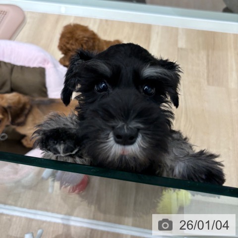 千葉県のミニチュアシュナウザー (ペットプラス 木更津店/2025年10月19日生まれ/女の子/ブラックシルバー)の子犬の3枚目の画像