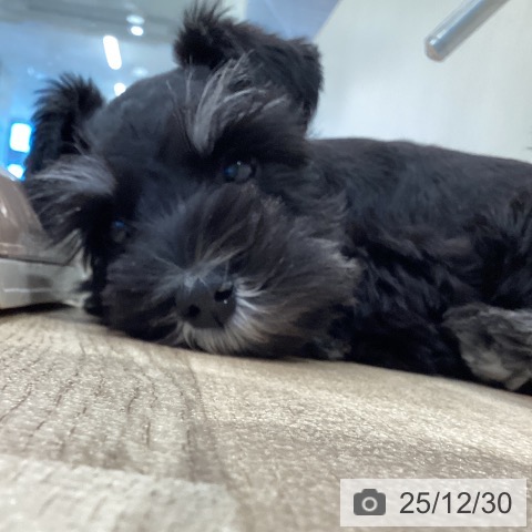 神奈川県のミニチュアシュナウザー (ペットプラス ゆめが丘ソラトス店/2025年10月19日生まれ/女の子/ブラックシルバー)の子犬の4枚目の画像