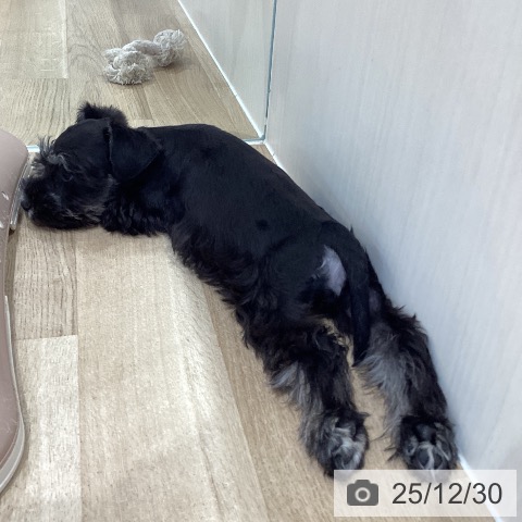 神奈川県のミニチュアシュナウザー (ペットプラス ゆめが丘ソラトス店/2025年10月19日生まれ/女の子/ブラックシルバー)の子犬の3枚目の画像