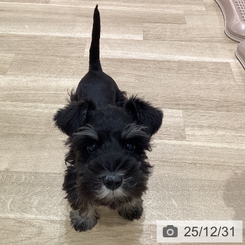 神奈川県のミニチュアシュナウザー (ペットプラス ゆめが丘ソラトス店/2025年10月19日生まれ/女の子/ブラックシルバー)の子犬の3枚目の画像