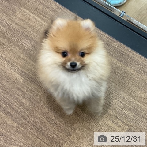 埼玉県のポメラニアン (ペッツワン 吉川美南店/2025年10月19日生まれ/男の子/オレンジ)の子犬の3枚目の画像