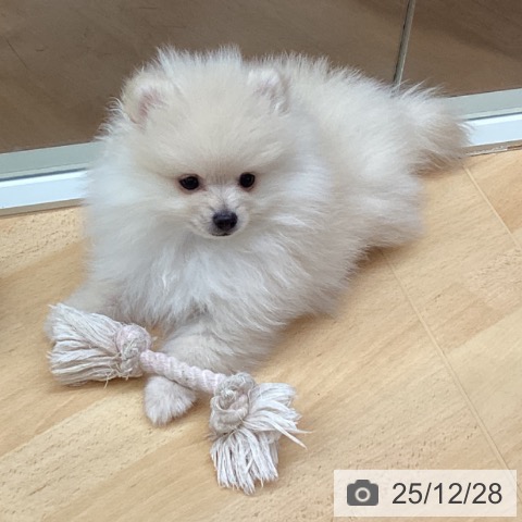 埼玉県のポメラニアン (ペットプラス 浦和美園店/2025年10月19日生まれ/男の子/クリーム)の子犬の4枚目の画像