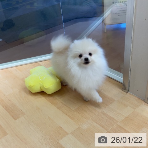 埼玉県のポメラニアン (ペットプラス 浦和美園店/2025年10月19日生まれ/男の子/クリーム)の子犬の4枚目の画像