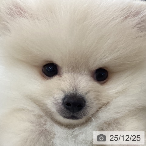 埼玉県のポメラニアン (ペットプラス 浦和美園店/2025年10月19日生まれ/男の子/クリーム)の子犬の3枚目の画像