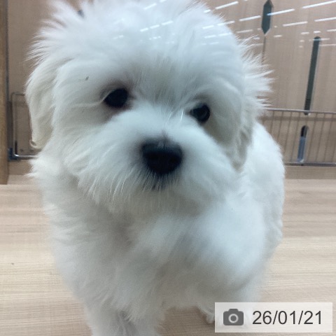 東京都のマルチーズ (ペッツワン 南砂町SUNAMO店/2025年10月19日生まれ/男の子/ホワイト)の子犬の4枚目の画像
