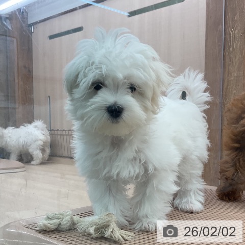 東京都のマルチーズ (ペッツワン 南砂町SUNAMO店/2025年10月19日生まれ/男の子/ホワイト)の子犬の4枚目の画像