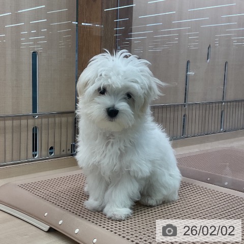 東京都のマルチーズ (ペッツワン 南砂町SUNAMO店/2025年10月19日生まれ/男の子/ホワイト)の子犬の4枚目の画像