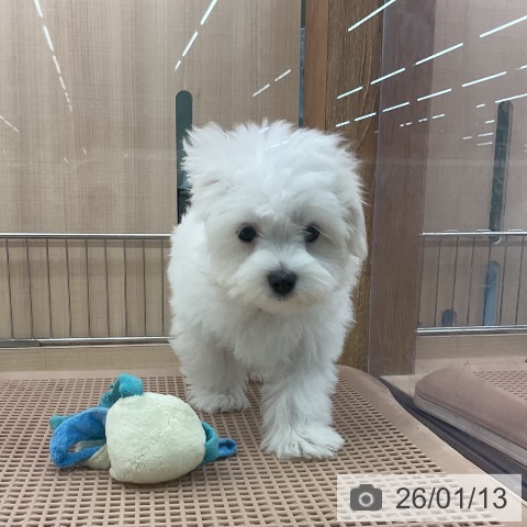 東京都のマルチーズ (ペッツワン 南砂町SUNAMO店/2025年10月19日生まれ/男の子/ホワイト)の子犬の3枚目の画像