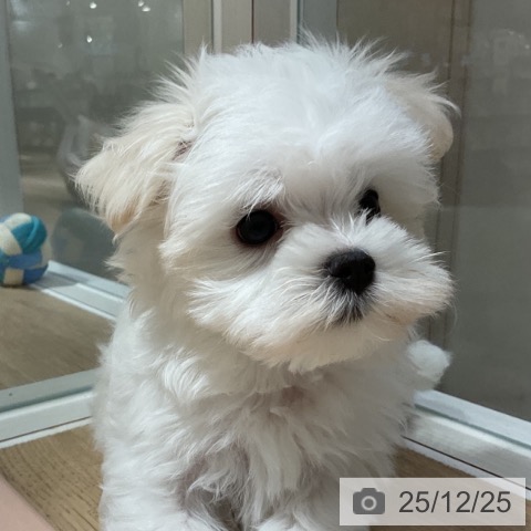 神奈川県のマルチーズ (ペットプラス 湘南平塚店/2025年10月19日生まれ/男の子/ホワイト)の子犬の3枚目の画像