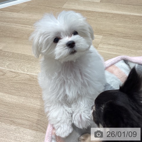 埼玉県のマルチーズ (ペットプラス ピオニウォーク東松山店/2025年10月19日生まれ/女の子/ホワイト)の子犬の4枚目の画像