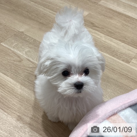 埼玉県のマルチーズ (ペットプラス ピオニウォーク東松山店/2025年10月19日生まれ/女の子/ホワイト)の子犬の3枚目の画像