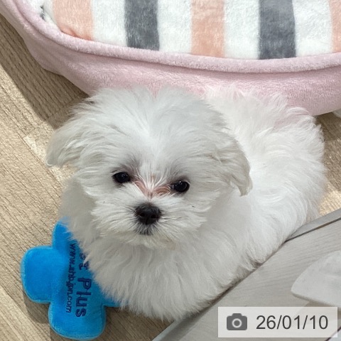 埼玉県のマルチーズ (ペットプラス ピオニウォーク東松山店/2025年10月19日生まれ/女の子/ホワイト)の子犬の3枚目の画像