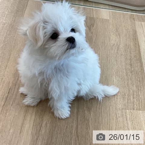 千葉県のマルチーズ (ペットプラス コトエ流山おおたかの森店/2025年10月19日生まれ/女の子/ホワイト)の子犬の4枚目の画像