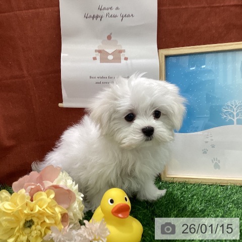 千葉県のマルチーズ (ペットプラス コトエ流山おおたかの森店/2025年10月19日生まれ/女の子/ホワイト)の子犬の3枚目の画像