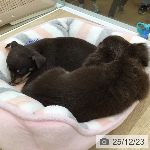 福島県のチワワ(ロング) (ペットプラス 福島店/2025年10月21日生まれ/男の子/チョコレートタン)の子犬の4枚目の画像