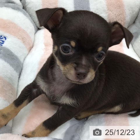 福島県のチワワ(ロング) (ペットプラス 福島店/2025年10月21日生まれ/男の子/チョコレートタン)の子犬の3枚目の画像