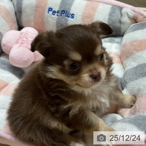 埼玉県のチワワ(ロング) (ペットプラス ららぽーと富士見店/2025年10月22日生まれ/男の子/チョコレートタンホワイト)の子犬の4枚目の画像