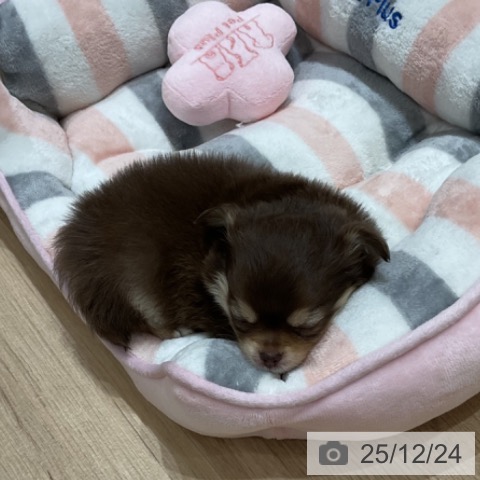 埼玉県のチワワ(ロング) (ペットプラス ららぽーと富士見店/2025年10月22日生まれ/男の子/チョコレートタンホワイト)の子犬の3枚目の画像