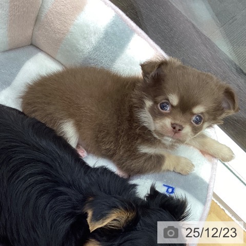 長野県のチワワ(ロング) (ペットプラス 松本店/2025年10月22日生まれ/男の子/チョコレートタンホワイト)の子犬の3枚目の画像