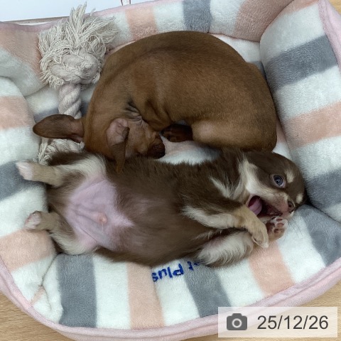 長野県のチワワ(ロング) (ペットプラス 松本店/2025年10月22日生まれ/男の子/チョコレートタンホワイト)の子犬の4枚目の画像