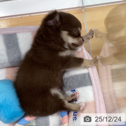 長野県のチワワ(ロング) (ペットプラス 松本店/2025年10月22日生まれ/男の子/チョコレートタンホワイト)の子犬の3枚目の画像