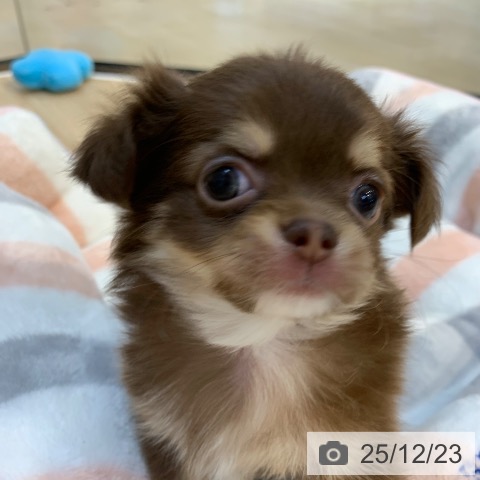 東京都のチワワ(ロング) (ペットプラス アクアシティお台場店/2025年10月22日生まれ/女の子/チョコレートタン)の子犬の3枚目の画像