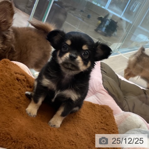 神奈川県のチワワ(ロング) (ペットプラス テラスモール湘南店/2025年10月22日生まれ/女の子/ブラックタン)の子犬の4枚目の画像