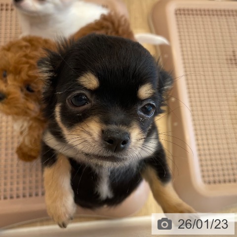 神奈川県のチワワ(ロング) (ペットプラス テラスモール湘南店/2025年10月22日生まれ/女の子/ブラックタン)の子犬の4枚目の画像