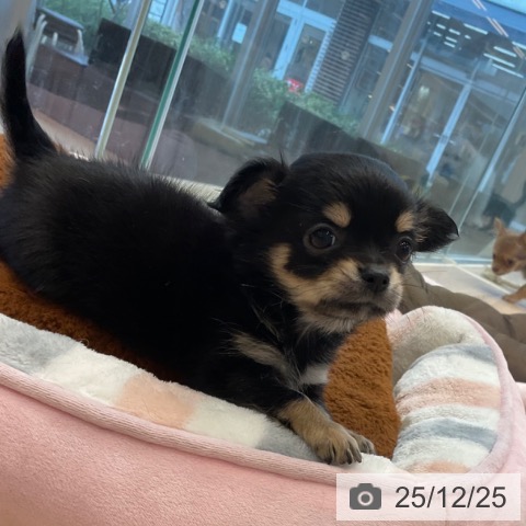 神奈川県のチワワ(ロング) (ペットプラス テラスモール湘南店/2025年10月22日生まれ/女の子/ブラックタン)の子犬の3枚目の画像