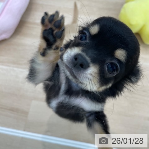 神奈川県のチワワ(ロング) (ペットプラス 相模原並木店/2025年10月22日生まれ/女の子/ブラックタン)の子犬の4枚目の画像