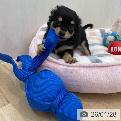 神奈川県のチワワ(ロング) (ペットプラス 相模原並木店/2025年10月22日生まれ/女の子/ブラックタン)の子犬の3枚目の画像