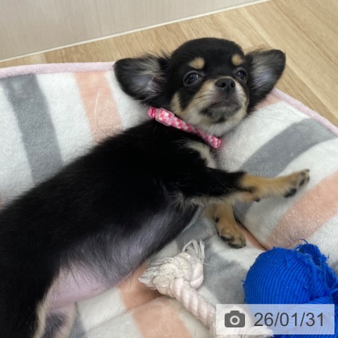 神奈川県のチワワ(ロング) (ペットプラス 相模原並木店/2025年10月22日生まれ/女の子/ブラックタン)の子犬の3枚目の画像