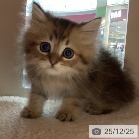 埼玉県のペルシャ (ペットプラス 浦和美園店/2025年10月21日生まれ/男の子/チンチラゴールデン)の子猫の4枚目の画像