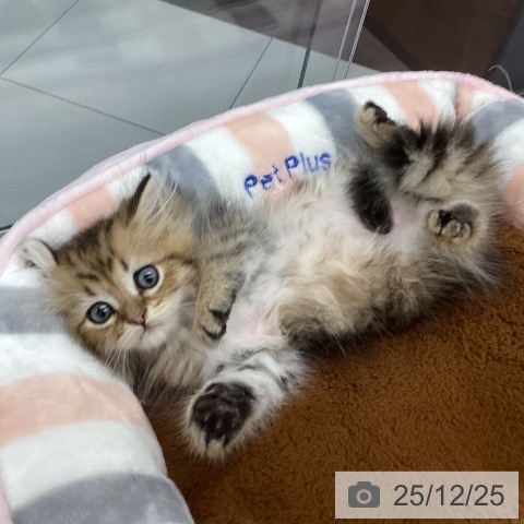 埼玉県のペルシャ (ペットプラス 浦和美園店/2025年10月21日生まれ/男の子/チンチラゴールデン)の子猫の3枚目の画像