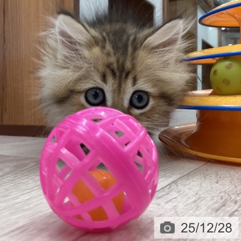 ペルシャの写真