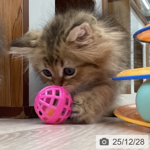 ペルシャの写真