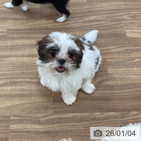 茨城県のシーズー (ペッツワン 古河店/2025年10月20日生まれ/女の子/ホワイトゴールド)の子犬の4枚目の画像